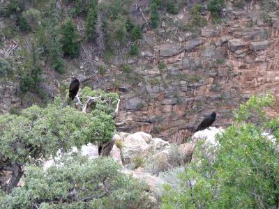 Black Canyon of the Gunnison