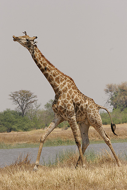 Running giraffe (not sure whats going on with those lips)