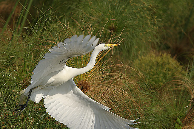 Egret  (Im new at shooting birds and clipped the wing.)