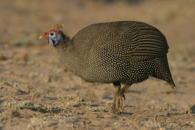 Guinea - may be common but really a cool bird