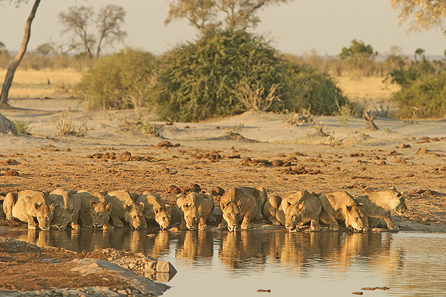 One by one, they lined up for a drink in the late afternoon.