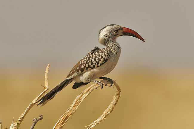 Another Hornbill