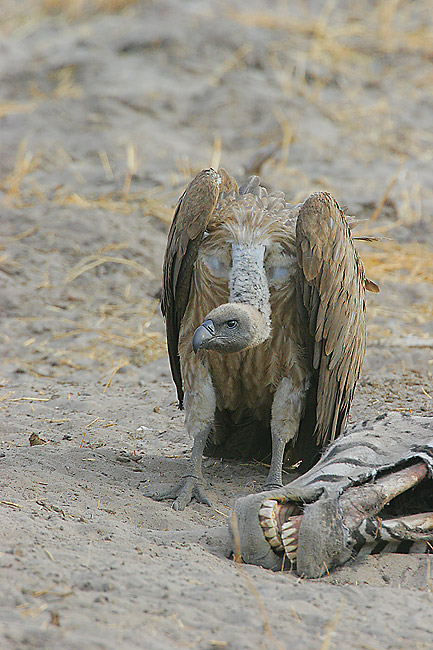 Buzzard protecting his zebra (isnt this how you see buzzards portrayed in cartoons?