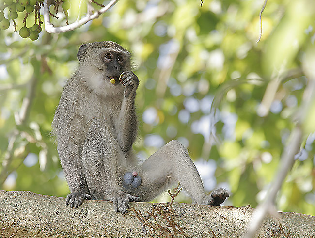Vervet Monkey in a tree eating figs.