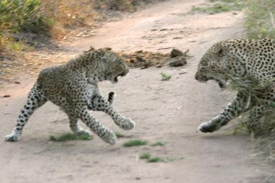 Leopards having a cat fight  Notten's Bush Camp
