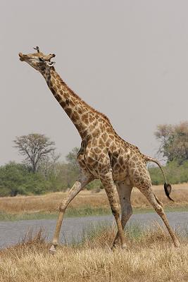 Running giraffe (not sure what's going on with those lips)