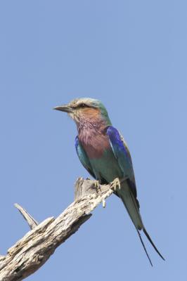 Lilac Breasted Roller - the shot everyone gets in Africa!