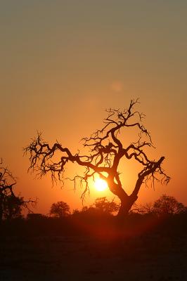 I love the bony looking trees. The sunset makes them more awesome.