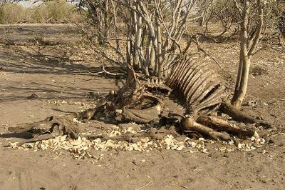 You don't see too many bones lying around (hyena, vultures, mice etc). This is a giraffe.