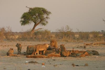 This looks like a big clump of lions but they are really feeding on a young elephant.