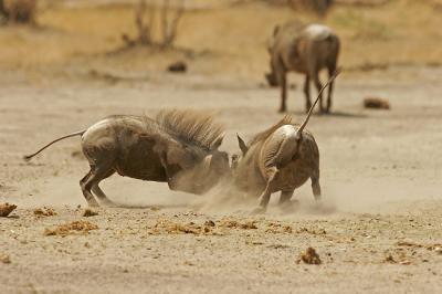 Warthogs fighting