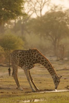 Our guide, Nick, told us to watch the giraffe drink.