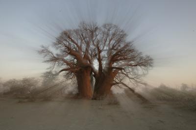 3000 yr old baobab tree in Makgadikgadi Pans