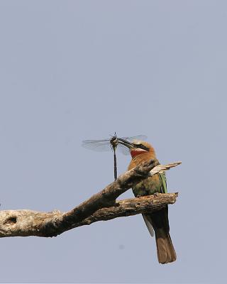 Bee-eater with dragonfly