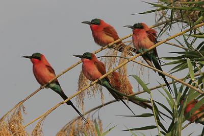 Carmine Bee-eaters