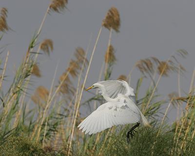 Egret