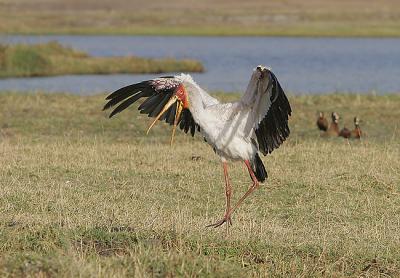 Yellow-billed Stork drying his wings