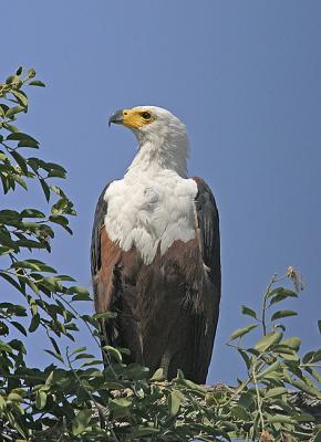 Another fish eagle