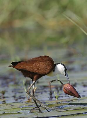 Jacana - walking on the lily pads