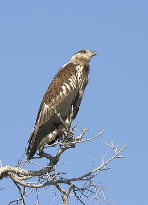 Juvenile African Fish Eagle