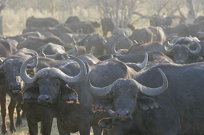 We saw a huge herd of cape buffalo