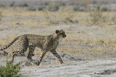 Cheetah, minding his own business