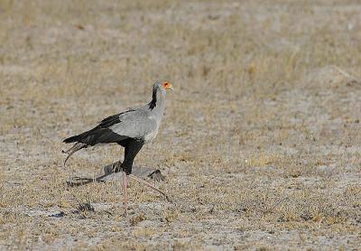 Not a great image but we did get to see the Secretary Bird