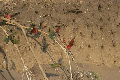 Bee-eaters do eat bees (and insects) and they breed in burrows in riverbanks.