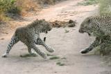 Leopards having a cat fight  Nottens Bush Camp