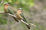 White Fronted Bee Eater