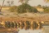 One by one, they lined up for a drink in the late afternoon.