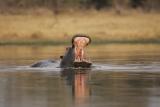 A hippo yawn is a threat gesture. Hes trying to scare us off.