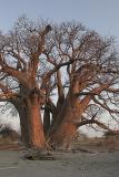 To give you an idea of the size of this tree, Im sitting at the base.