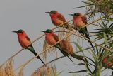 Carmine Bee-eaters