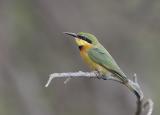 Little Bee-eater