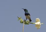 White Bellied Sunbird