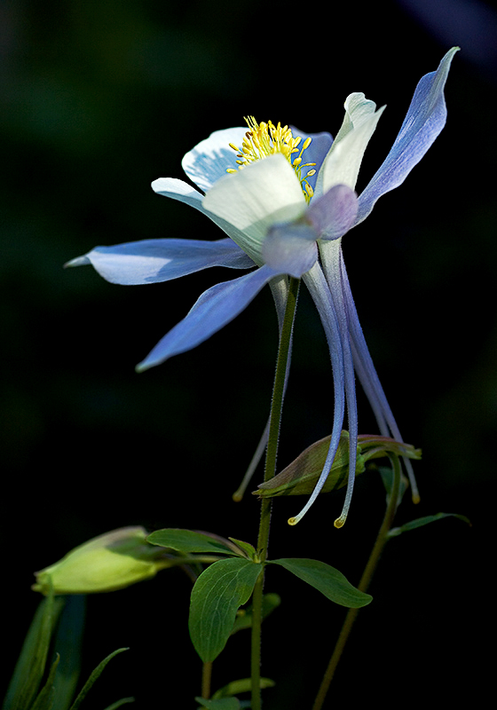 5th equal Colorado Columbine by Albert Yanowich Jr.