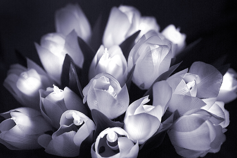 Tulips by Flick Merauld