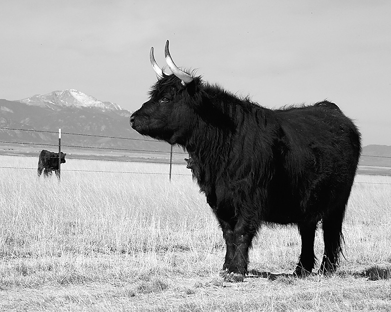Mama cow.jpg by CCClark