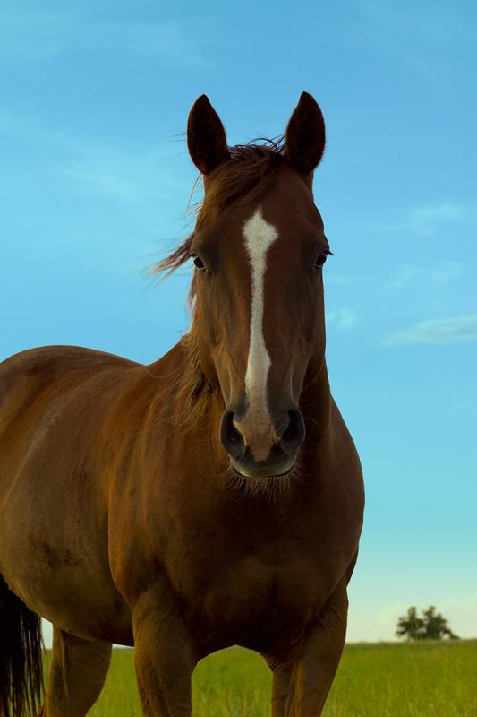 Peach the one and only Horse  by CCClark