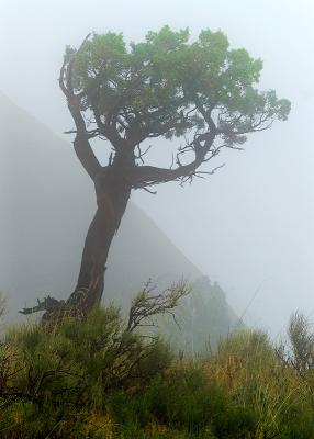 Misty Morning Tree by Albert Yanowich Jr.