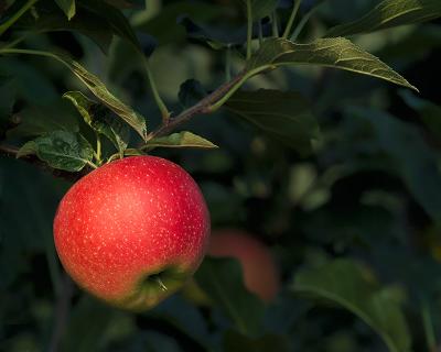 Temptation by John Hill