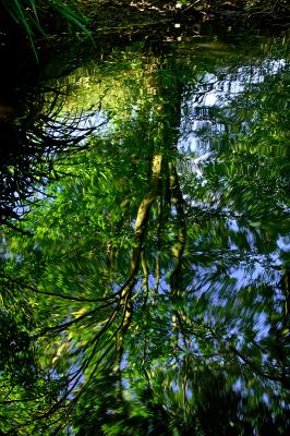 Swimming in secluded ponds