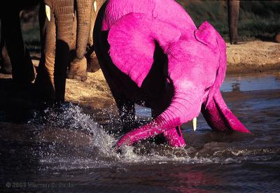 Pink Elephant by Warren Sarle