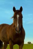 Peach the one and only Horse  by CCClark