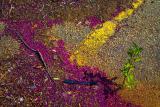 Crape Myrtle Petals on Pavement by Warren Sarle