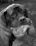 Lumpy with an Eviscerated Toy by Warren Sarle