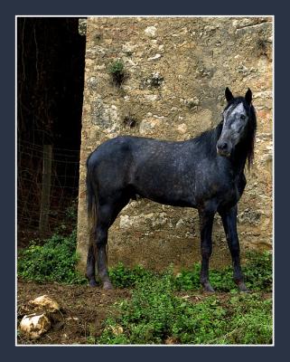 Young Horse