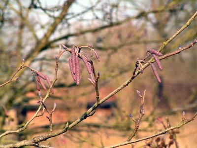 Catkins