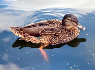 Female Mallard